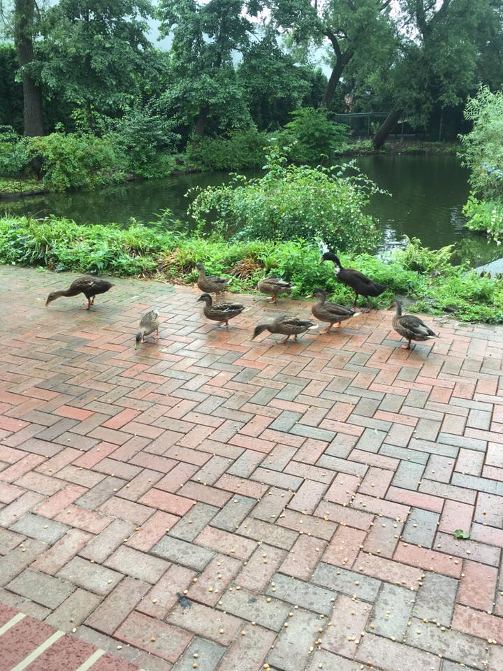 Укладка брусчатки